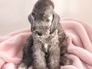 Bedlingtonterrier · Årsta · Velvety