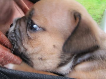 Engelsk bulldog · Rånäs · Maxibull