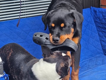 Rottweiler · Linköping · M and Jenny's