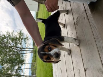 Beagle · Verdal · Ida Mari Storhaug