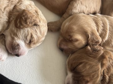 Cockapoo · Fornebu · Kaja F.
