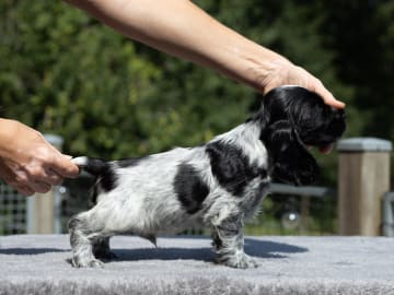Cocker spaniel · Trollhättan · Perchwater