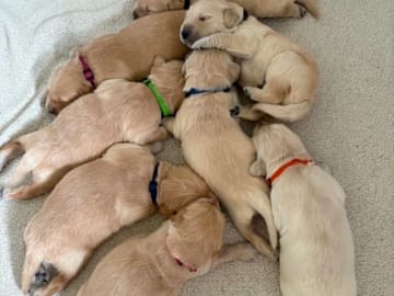 Golden retriever · Gäddede · Laila Teigen