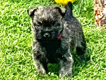 Cairnterrier · Göteborg · Zenith