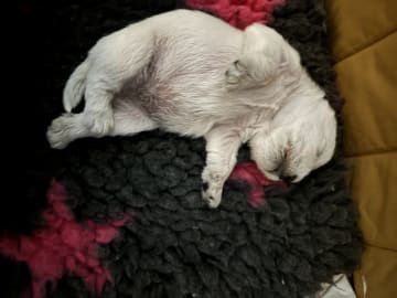 Vit dvärgschnauzer · Svedala · Tabus Dream