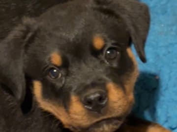 Rottweiler · Frövi · Kennel Tapto's
