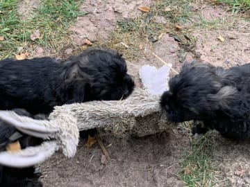 Shipoo/Pekingese · Larv · Yvonne H.