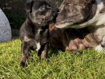 Chihuahua/Fransk bulldog · Vallda · Anna B.