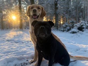 Staffordshire bullterrier · Harlösa · Brightstaff