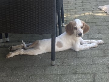 Engelsk setter · Bramming · Dreamzikas