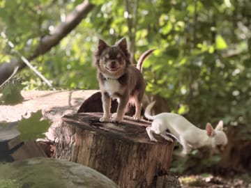 Chihuahua · Karlstad · Zusanna D.