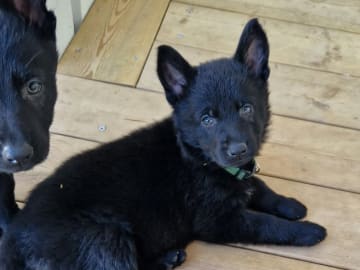 Tysk Schäferhund · Motala · Wezenhof's Kennel