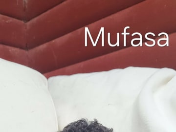 Pudel, stor · Brottby · Niktas fusion