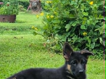 Tysk Schäferhund · Fjärdhundra · Essibos