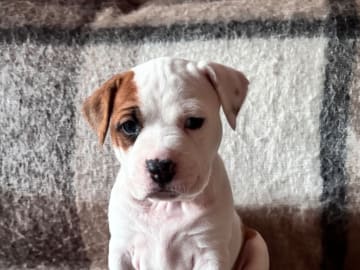 American Staffordshire Terrier · Köping · Hannah Östensson Lindqvist