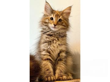 Norwegian Forest · Trelleborg · S*Livsnjutarna's