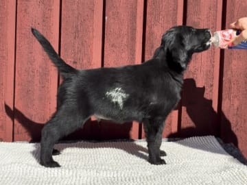 Flatcoated retriever · Eskilstuna · Almanza