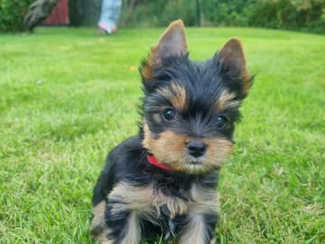 Yorkshire terrier · Kopparberg · Gacrux