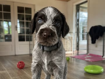 German Shorthaired Pointer (Vorsteh) · Varde · Dana Riecke
