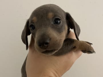 Dachshund · Enskededalen · Biancas