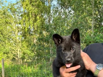 Tysk Schäferhund · Listerby · Kennel Snibor Anzi