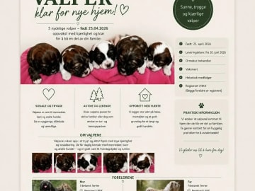 Tibetansk terrier · Vikhammer · Rogell
