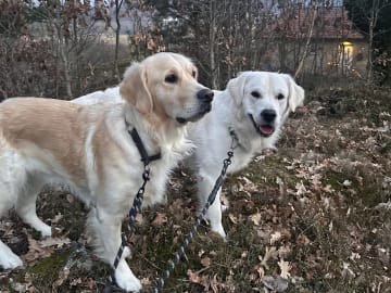 Golden retriever · Kungsbacka · Susanna Malm