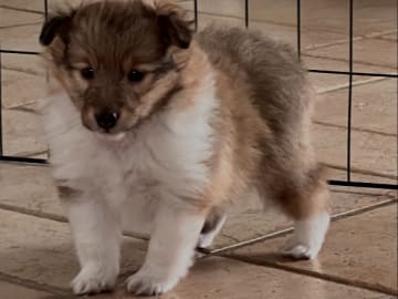 Shetland sheepdog · Alsterbro · Speedlines