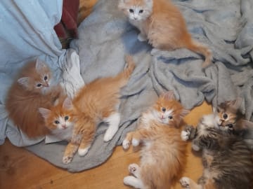 Sibirisk katt · Borlänge · SnowKitten