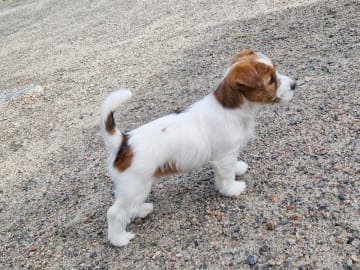 Jack russell terrier · Stenkullen · Baylight`s