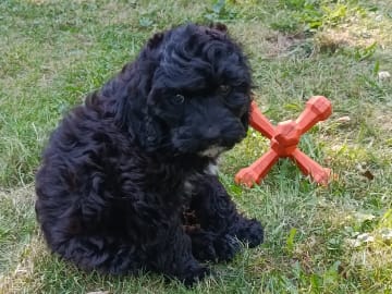 Cockerpoo · Hjortkvarn · Hjortkvarns Cavapoo