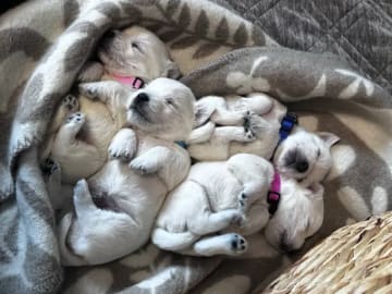 West highland white terrier · Sandefjord · Bruadar an duine gheal