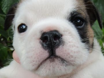 Engelsk bulldog · Rånäs · Maxibull