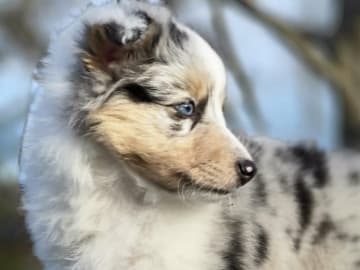 Shetland sheepdog
