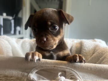 Chihuahua/Fransk bulldog · Vallda · Anna B.