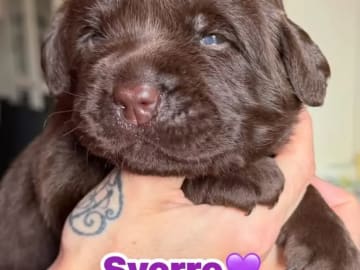 Labrador retriever · Erdal · Annettes Dreamangel