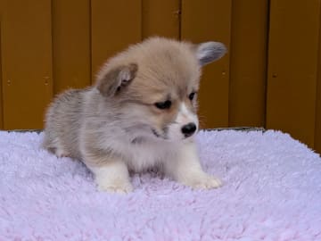 Welsh Corgi Pembroke · Braskereidfoss · Striolin