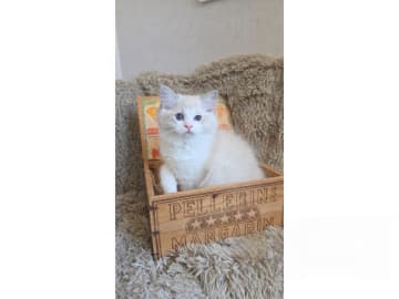 Ragdoll · Mariestad · S*Raggartassens