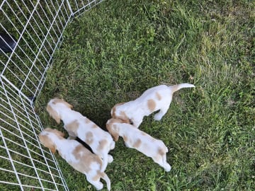 Cocker spaniel · Enhörna · Norris Dream Cocker