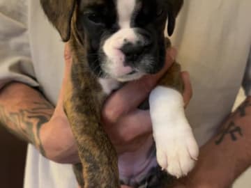 Boxer · Sundbyberg · Blejdas