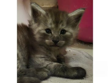 Norsk skogkatt · Huddungeby · S*Mustela's