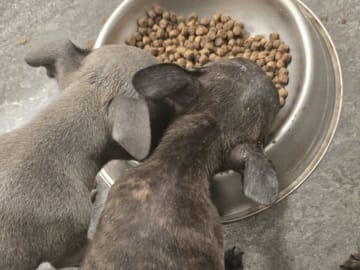 Staffordshire bullterrier · Hökerum · Juan José R.