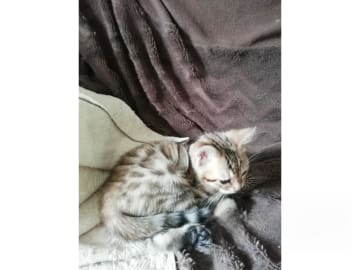 Bengal · Sollebrunn · SE*Tissan's