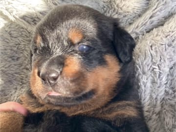 Dexline's