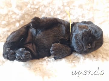 Affenpinscher · Elverum · Hege Kristin Nilsen