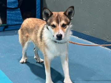 Norsk lundehund · Sørskogbygda · Furukollens