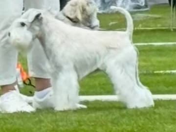 Dvärgschnauzer · Svedala · Tabus Dream