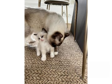 Ragdoll · Bollnäs · Marie Samuelsson