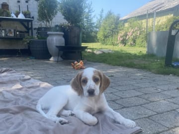 Engelsk setter · Bramming · Dreamzikas