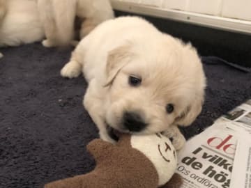 Golden retriever · Valbo · Good Pal's
